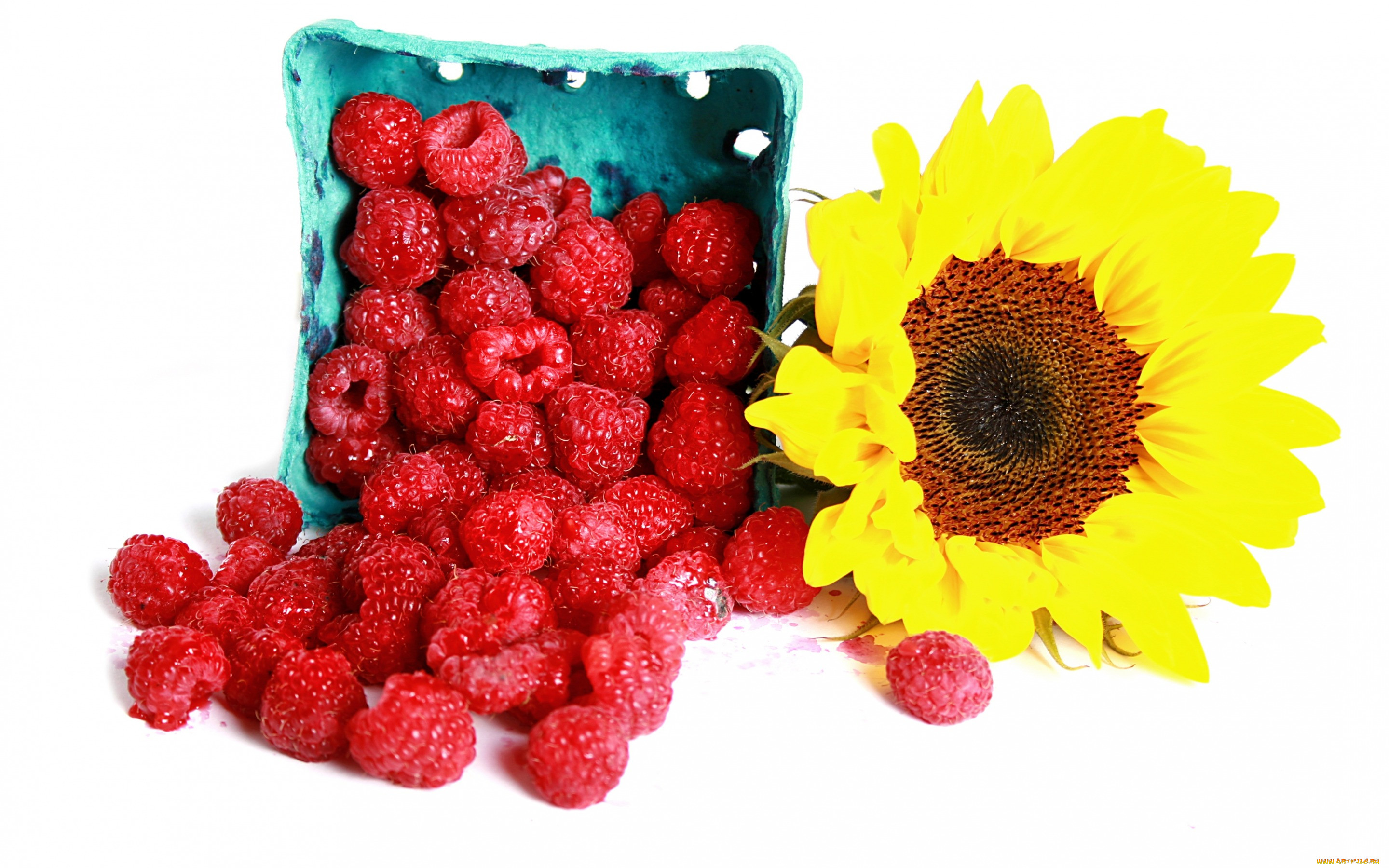 , , , , raspberry, sunflowers